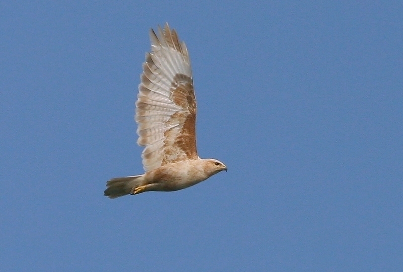 Poiana codabianca (Buteo rufinus)